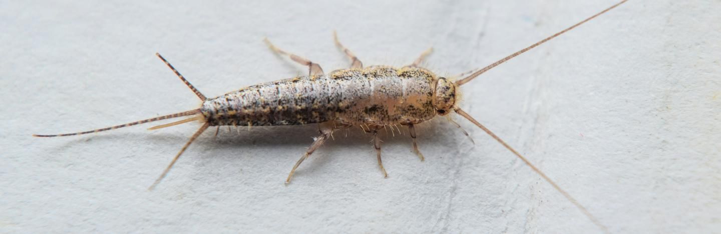 Silverfish