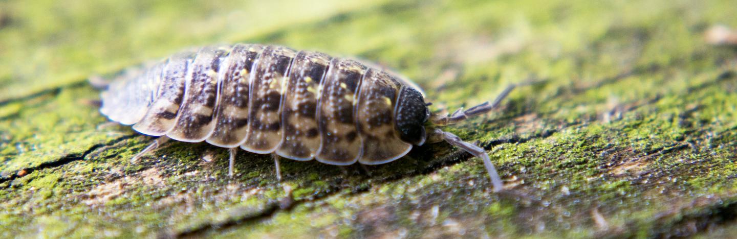 Woodlice