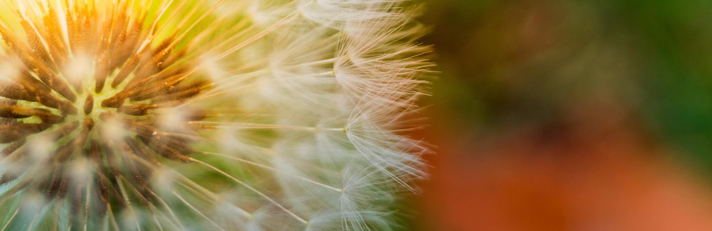 How weedkillers work