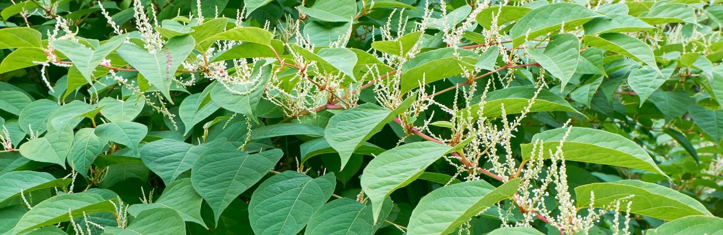 Japanese Knotweed Identification Control Love The Garden Japanese Knotweed Identification Control Love The Garden