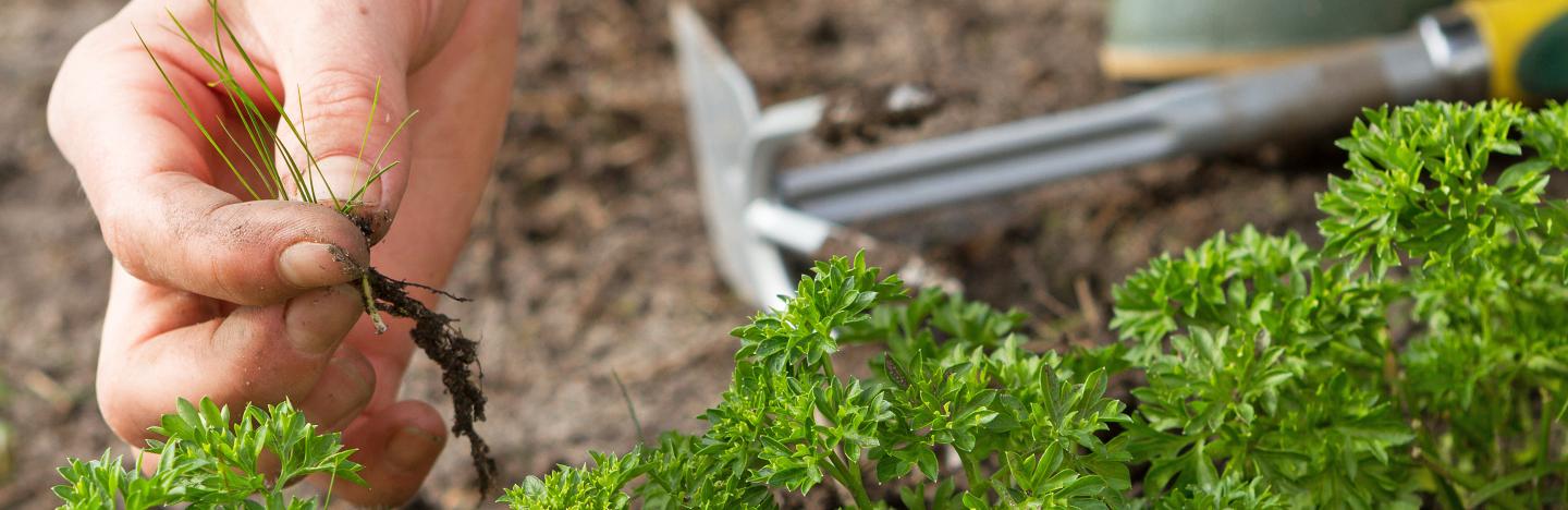 Eliminate Weeds In Your Vegetable Plot Lovethegarden Eliminate Weeds In Your Vegetable Plot, Weed Control In Vegetable Garden