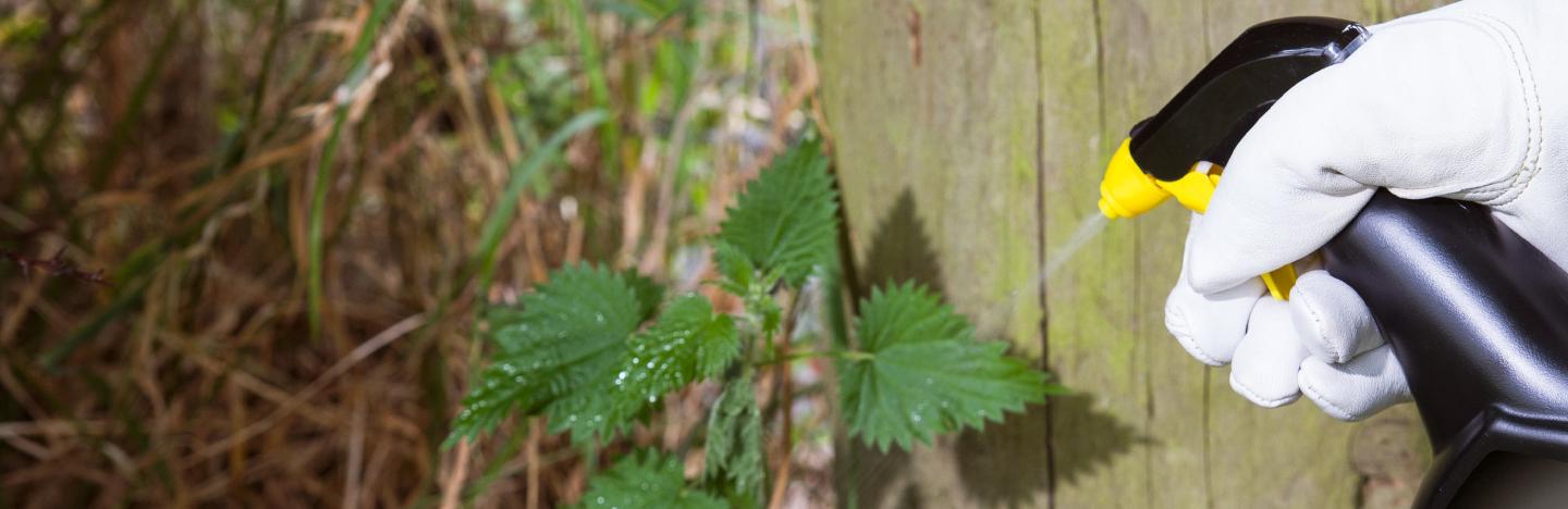 Top ways to treat weeds