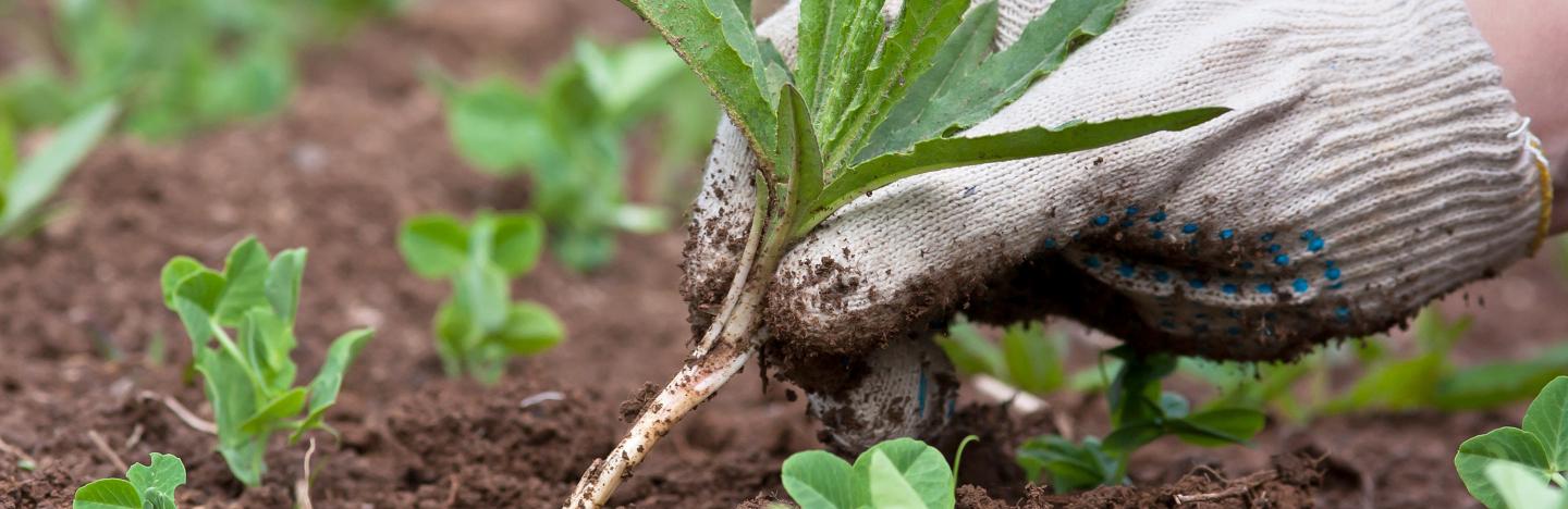 Weeding by hand