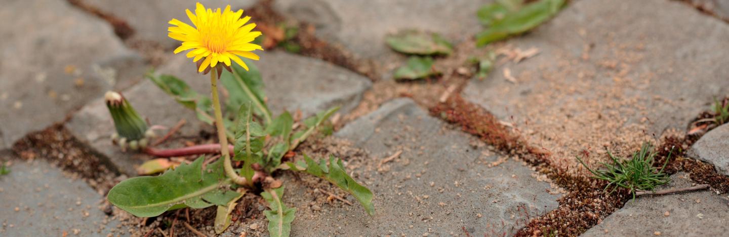 Weeds in paths and patios