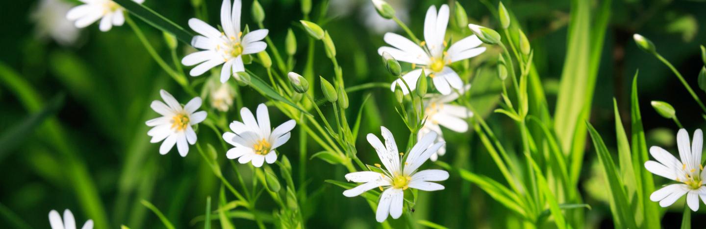 Plantes Annuelles : Désherber