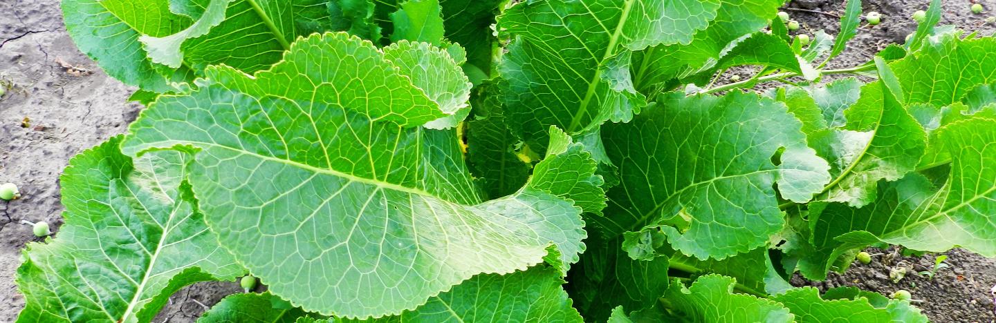 A guide to edible weeds