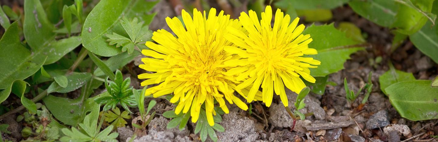 What’s a garden weed and what’s not?
