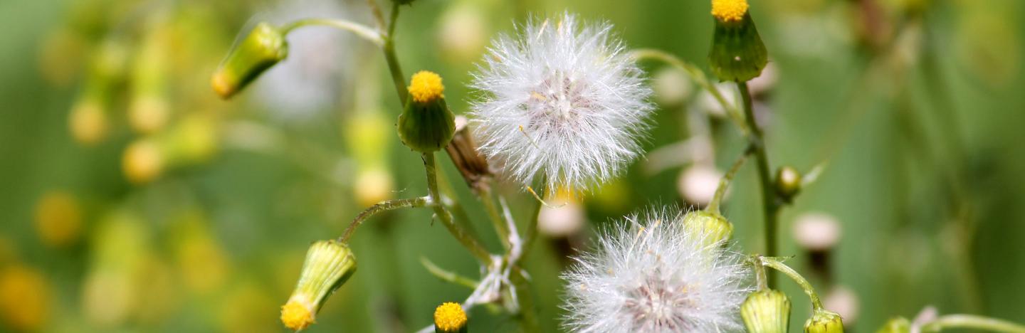 Identifying lawn and garden weeds