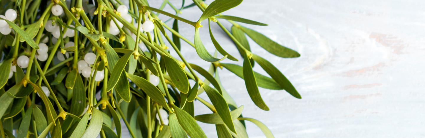 How to grow mistletoe