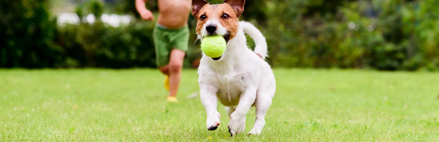Is Salt Bad for Dogs Uk 