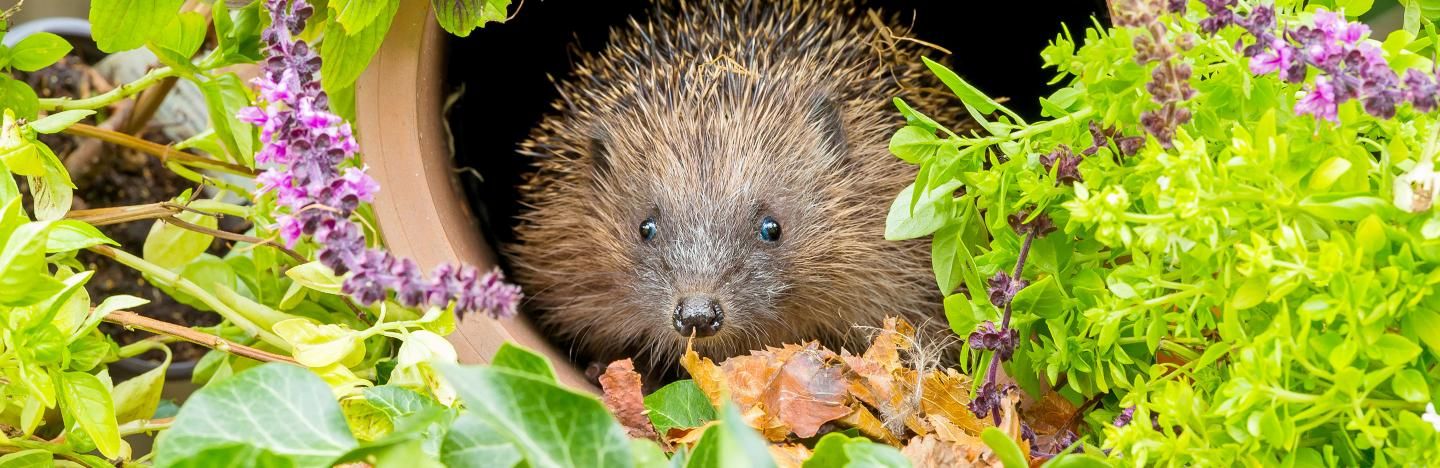 A guide to garden wildlife