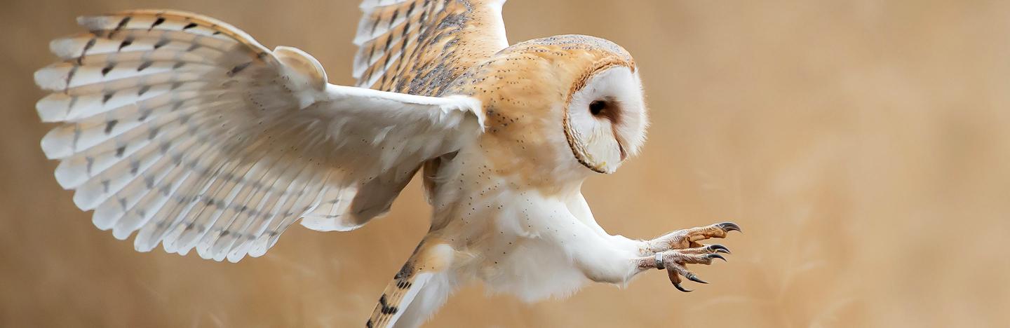 18 amazing facts about birds