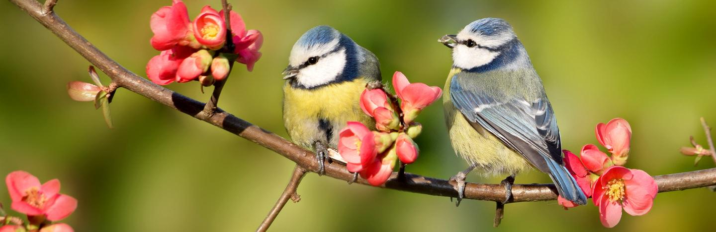 Garden Bird Chart