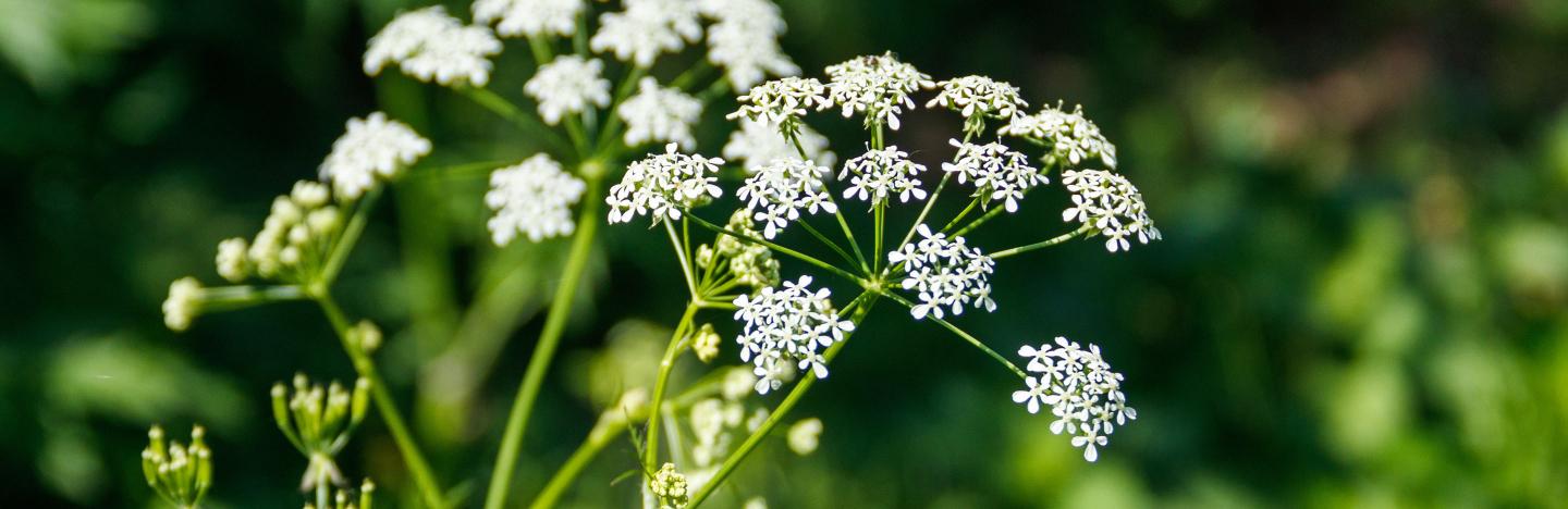 The World’s deadliest plants - 10 of the best (or worst)