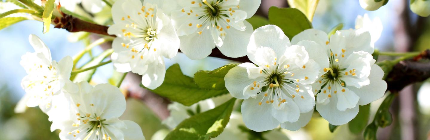 Patio fruit trees