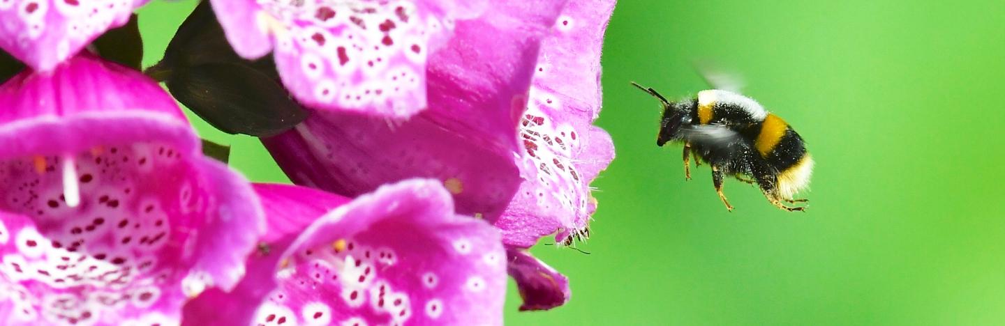 Les Insectes Auxiliaires