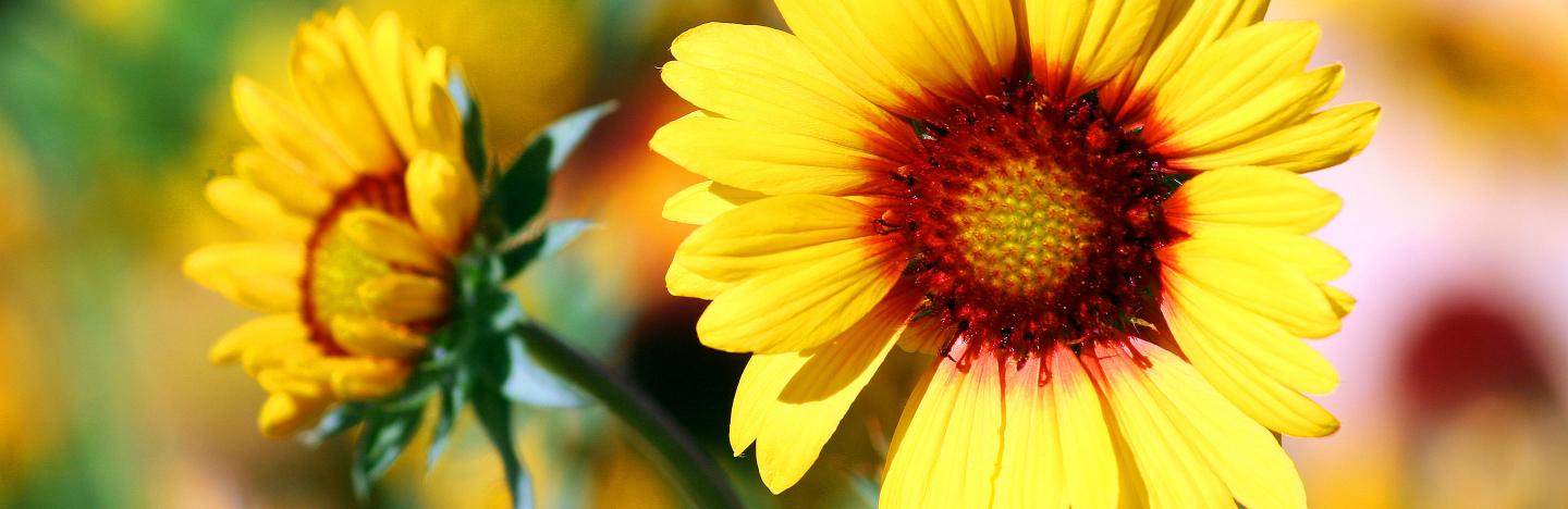The best plants and vegetables for beginner gardeners