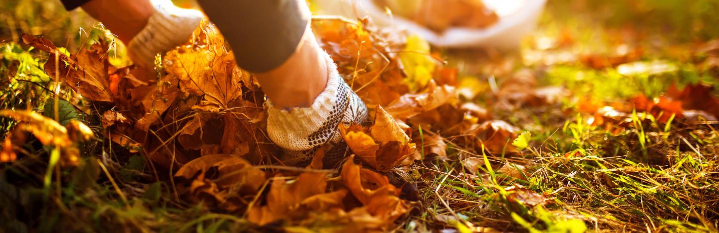 Conserver Les Feuilles D Automne La Pause Jardin Conserver Les Feuilles D Automne La Pause Jardin