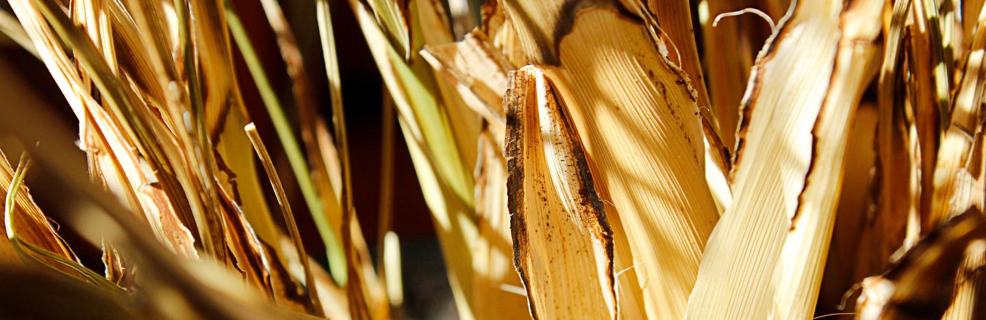 Dead, diseased, dying and damaged plants