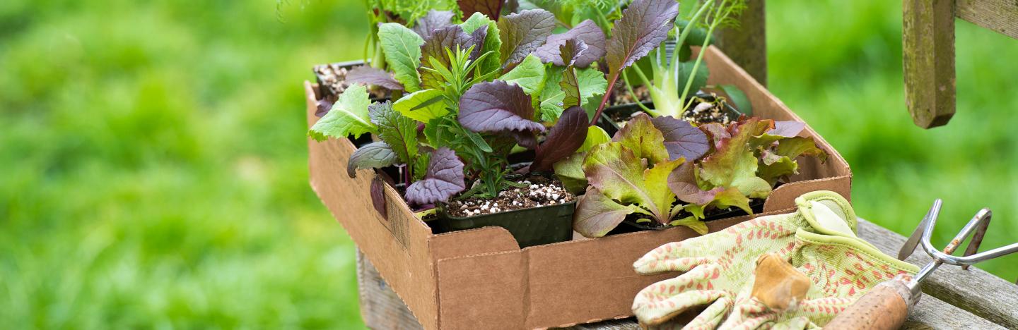 Légumes Feuilles : Nourrir, Tailler