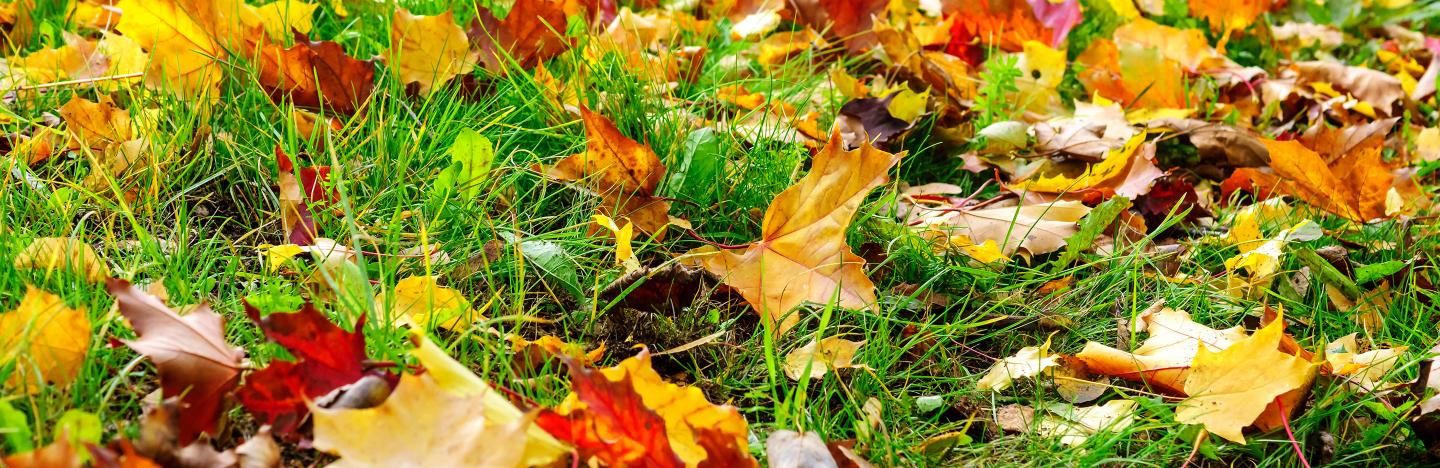 14 top tips for getting your garden ready for autumn