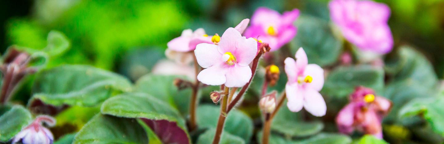 How to create colourful patio planters quickly and easily