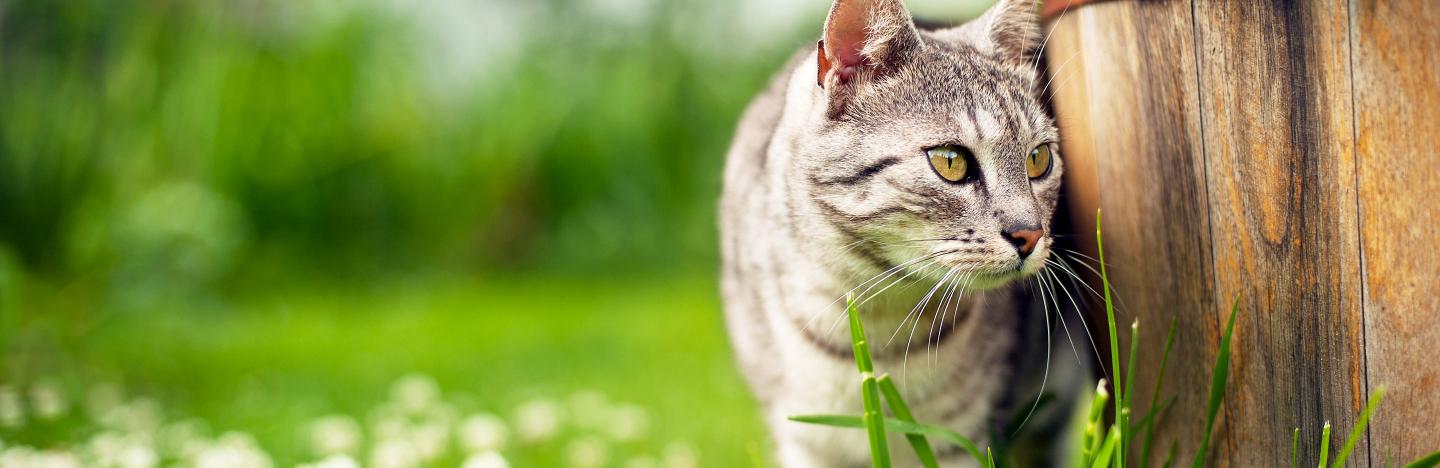 How To Keep Cats Out Of Your Garden Lovethegarden