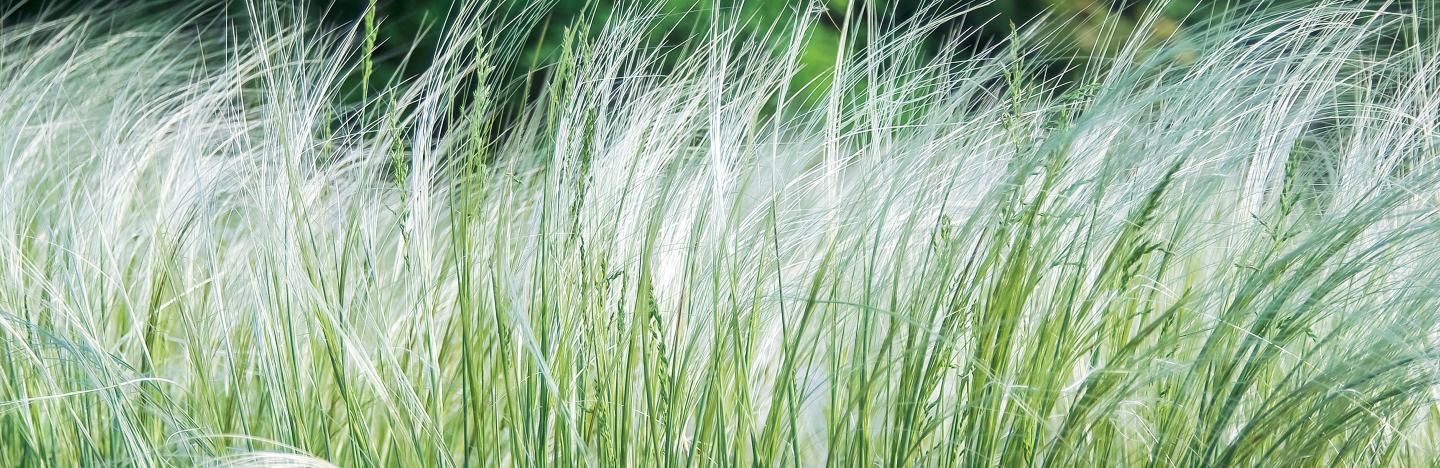 Ornamental grasses