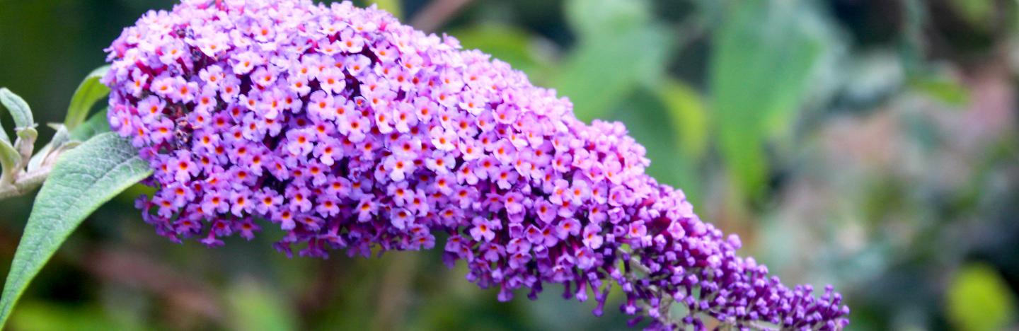 Image of Buddleia flowering bush