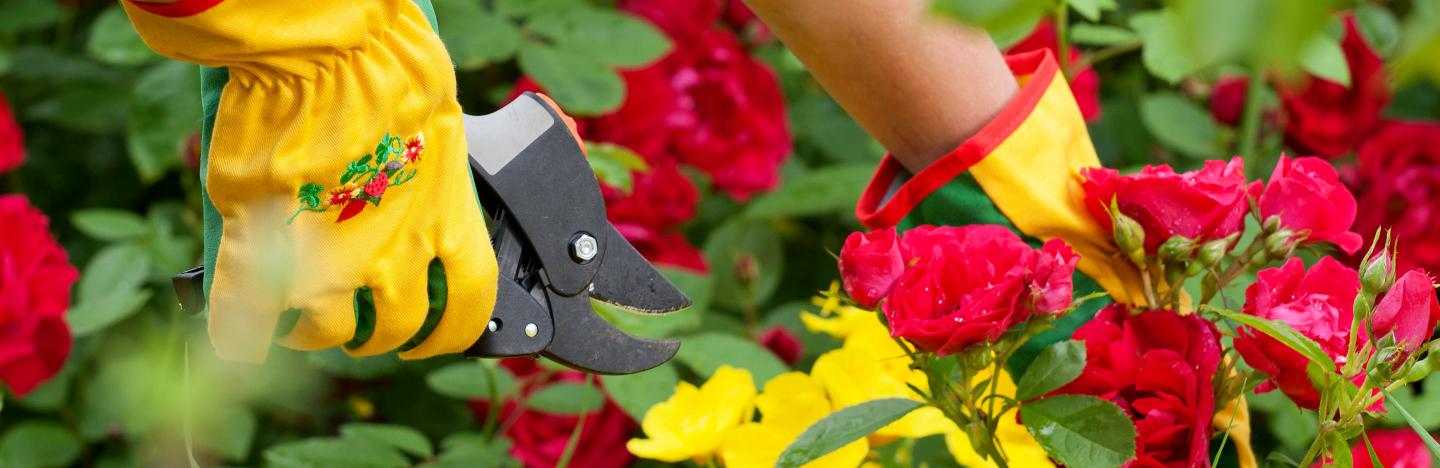 Plantes Annuelles : Nourrir, Tailler