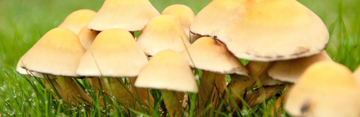 Toadstools are mushrooming