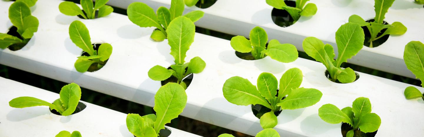 Le Potager Hydroponique