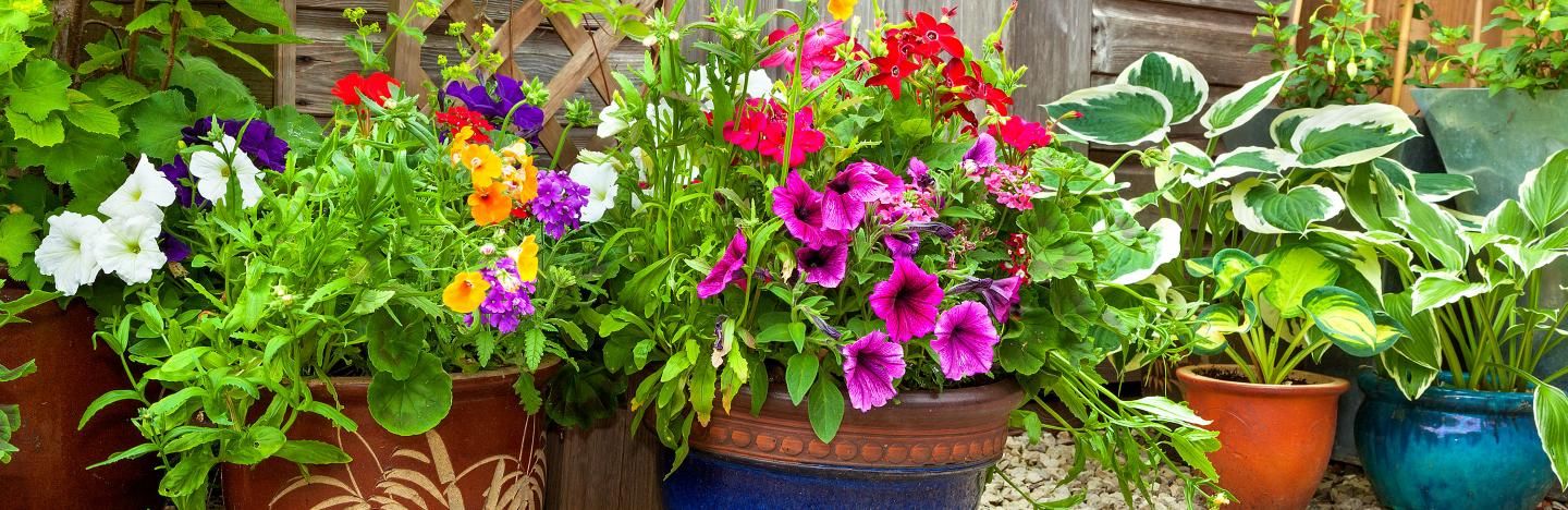 A guide to using pots, tubs and window boxes