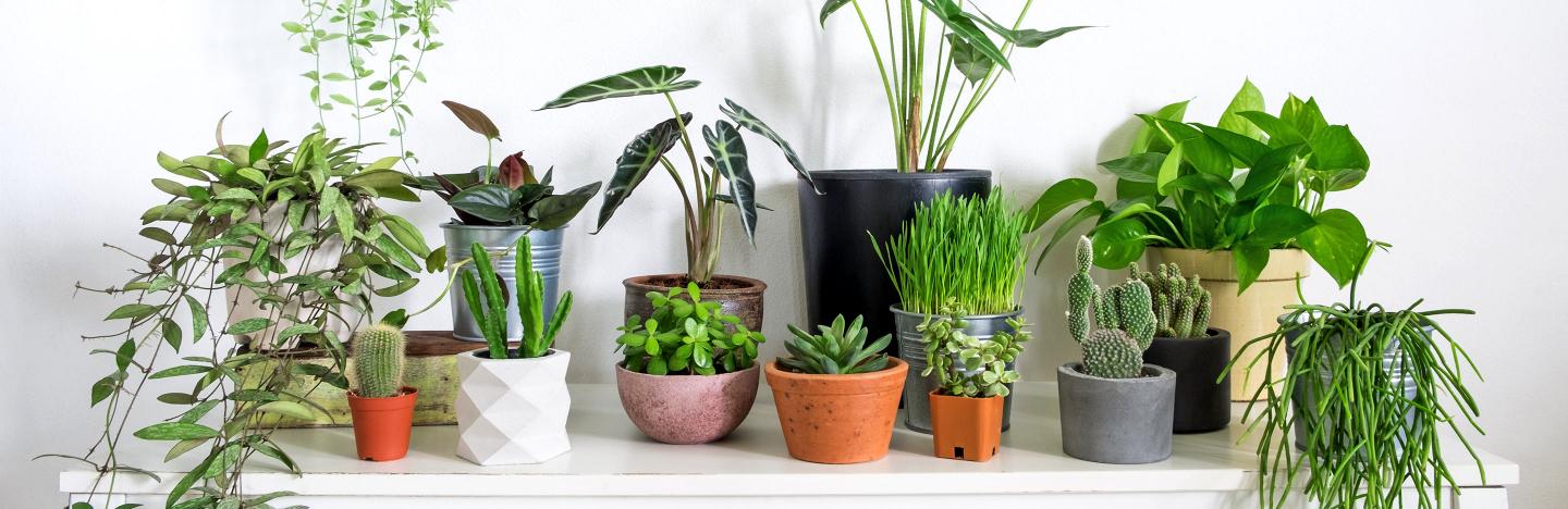 Growing successful indoor houseplants