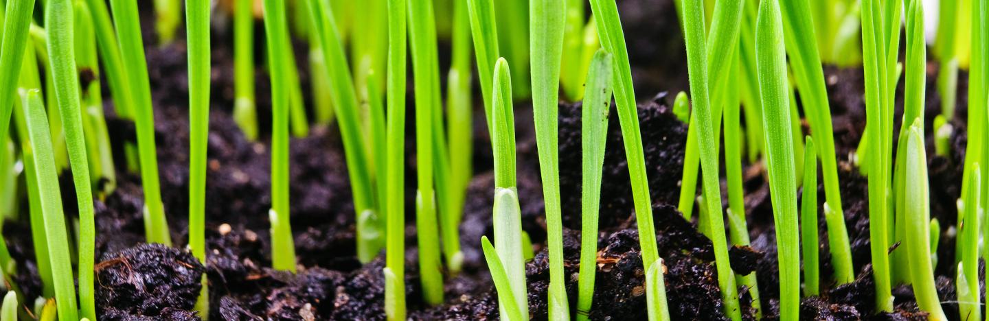 UK learn grow garden advice lawn care seeding repairing best time sow grass seed header