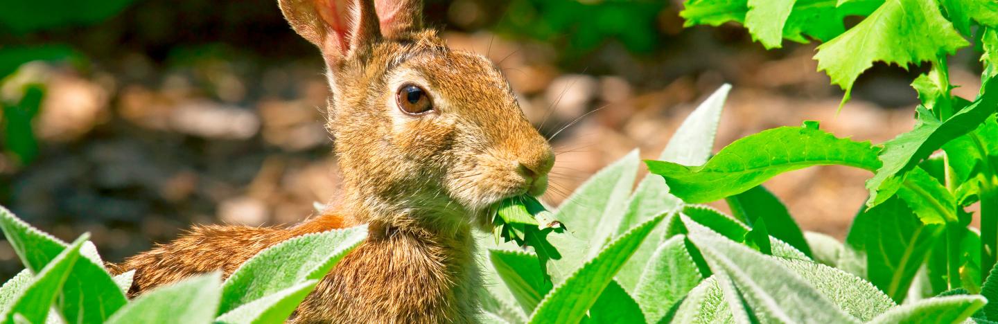 Rabbits