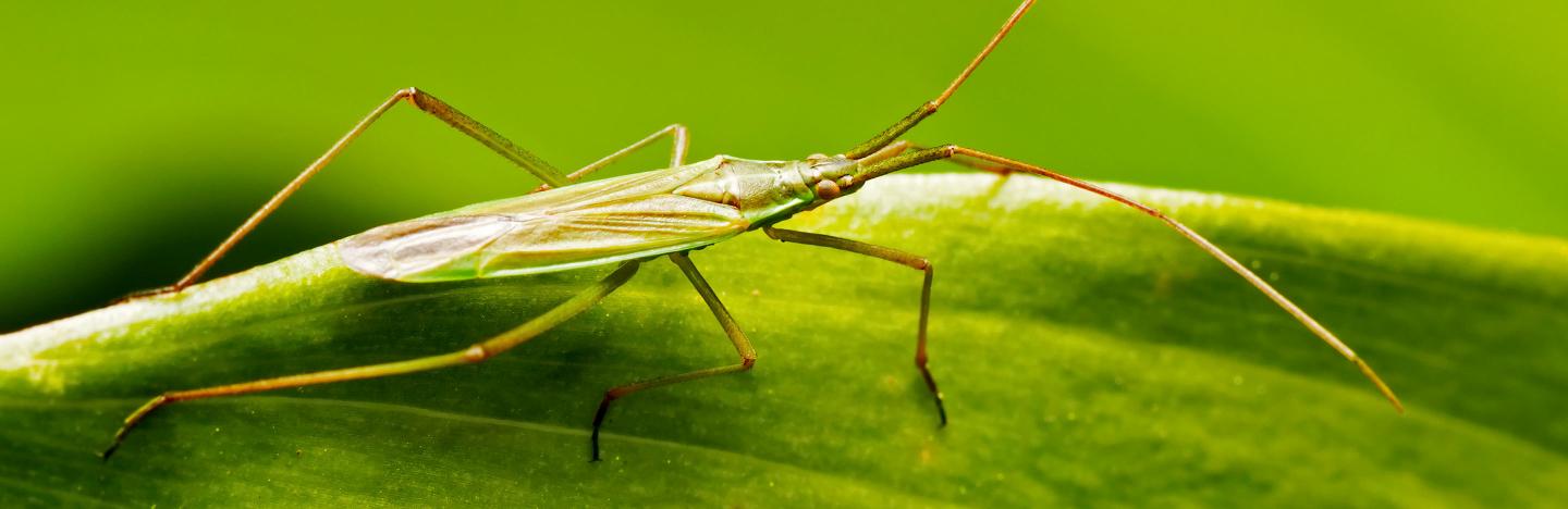 Plant pests