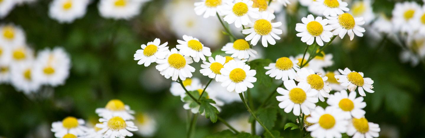 How to grow and care for chamomile | lovethegarden
