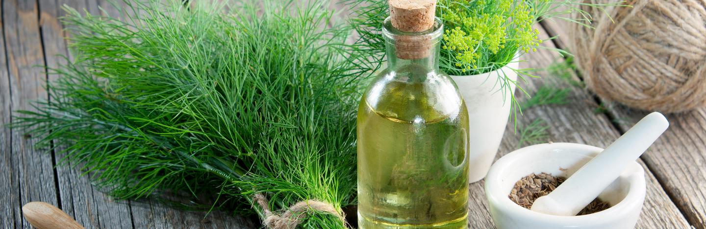 Dill (Anethum Graveolens)