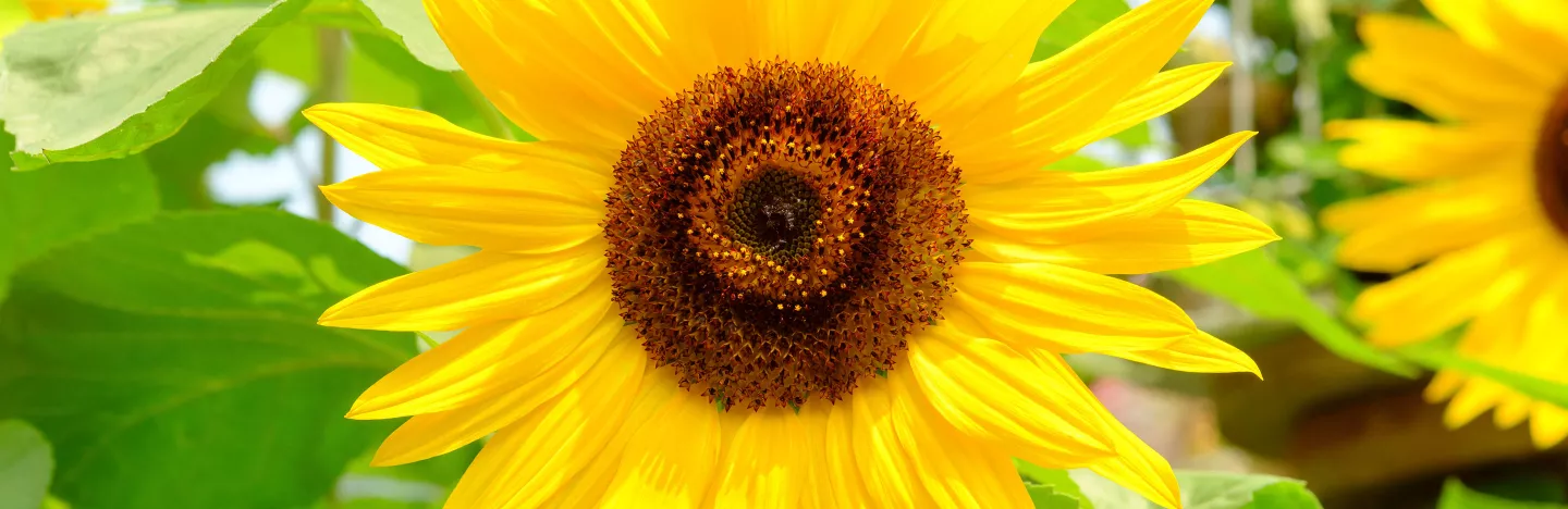 A Guide To Sunflowers Lovethegarden