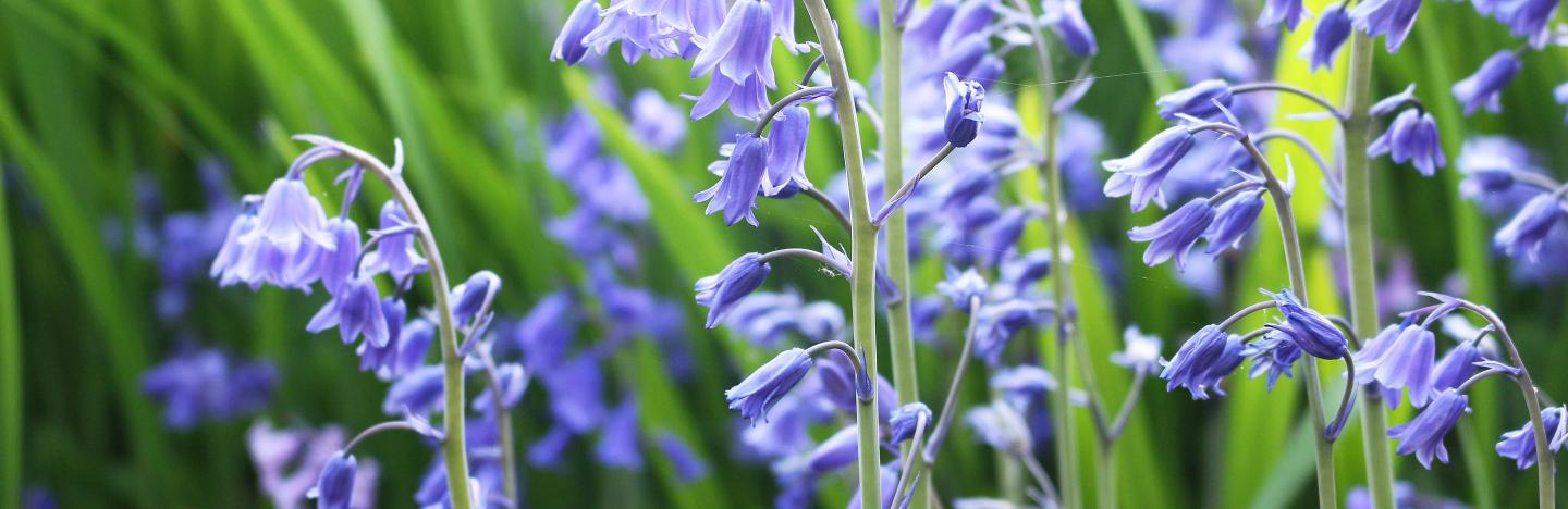 How To Grow And Care For Bluebells Lovethegarden