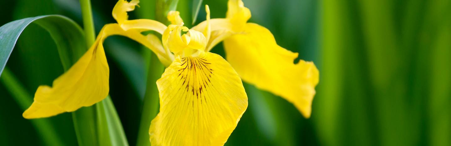 Les Fleurs Nationales D'Europe
