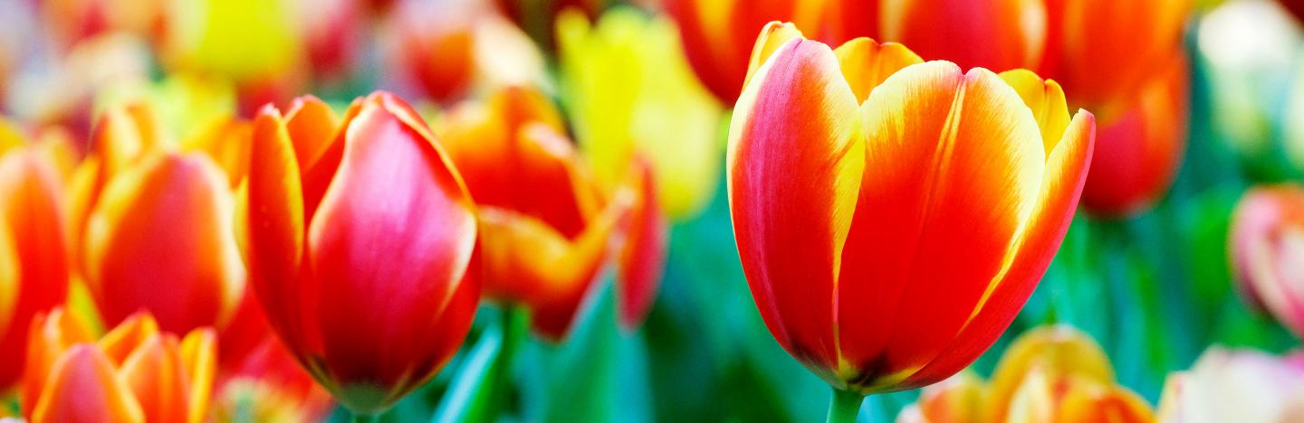 Tulips (Tulipa)