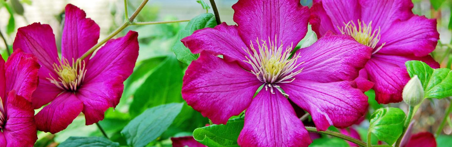Clematis