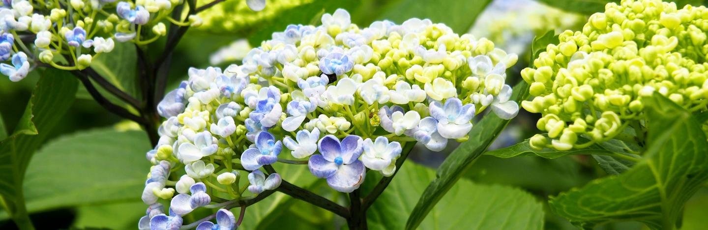 Hydrangea
