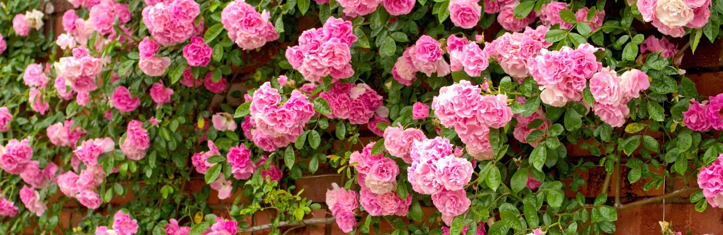 Rosiers