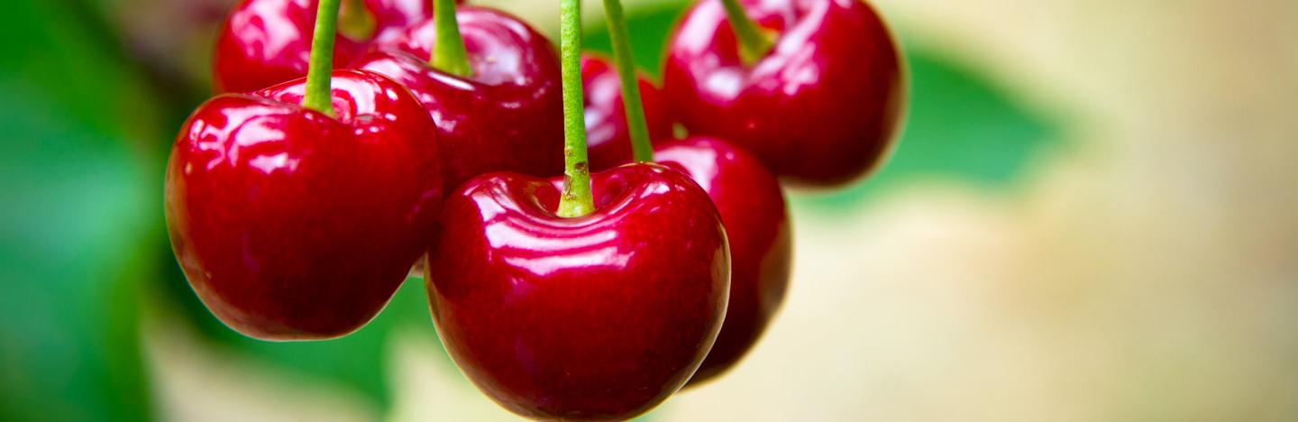Cherries (Prunus avium, Prunus cerasus)