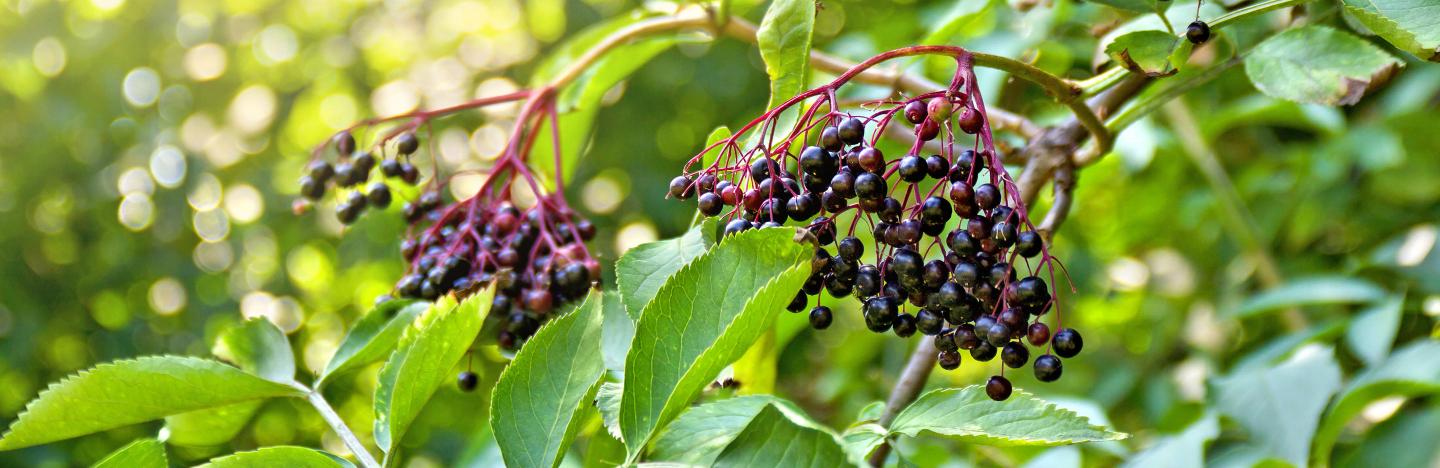 Elder (Sambucus)