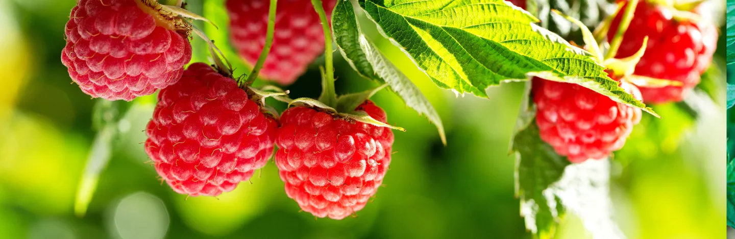 Raspberries (Rubus idaeus)
