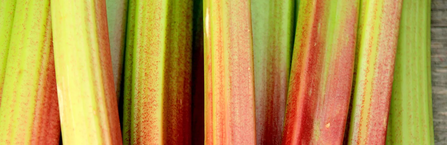 Rhubarb (Rheum x hybridum)